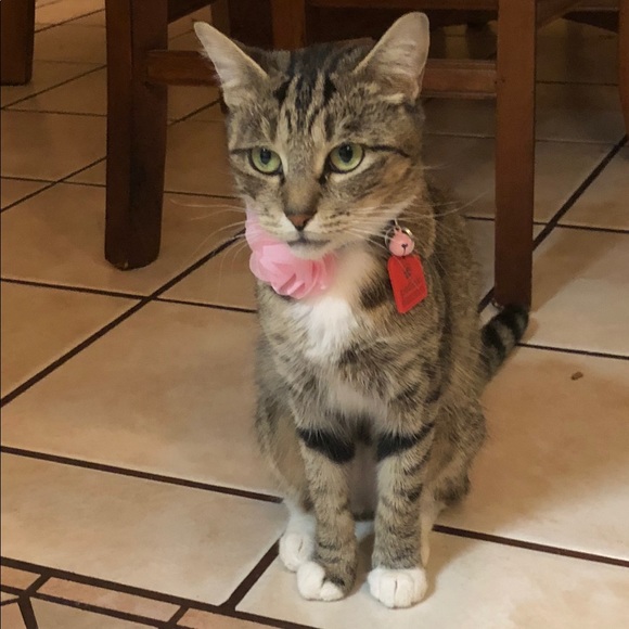 Meet your Posher, Sharon - Picture 6 of 8